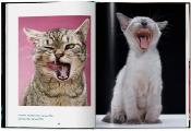 [ - Nouveauté Taschen ] CATS. Photographs 1942 - 2018 - Walter Chandoha. Texte de Susan Michals (po)